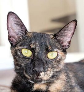 Pet of the Week